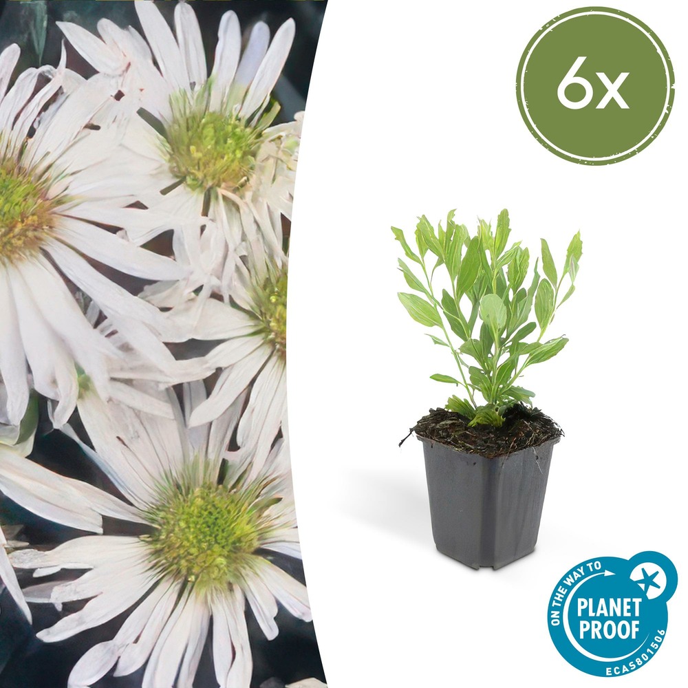 Aster du japon 'ashvi' x6 – entre 0,38 et 0,5m2