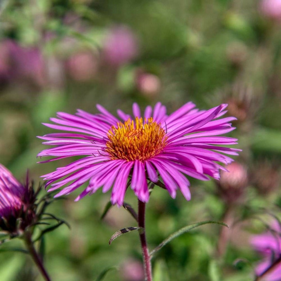 Aster grand d'automne septemberrubin, aster novae-angliae lot de 9 godets