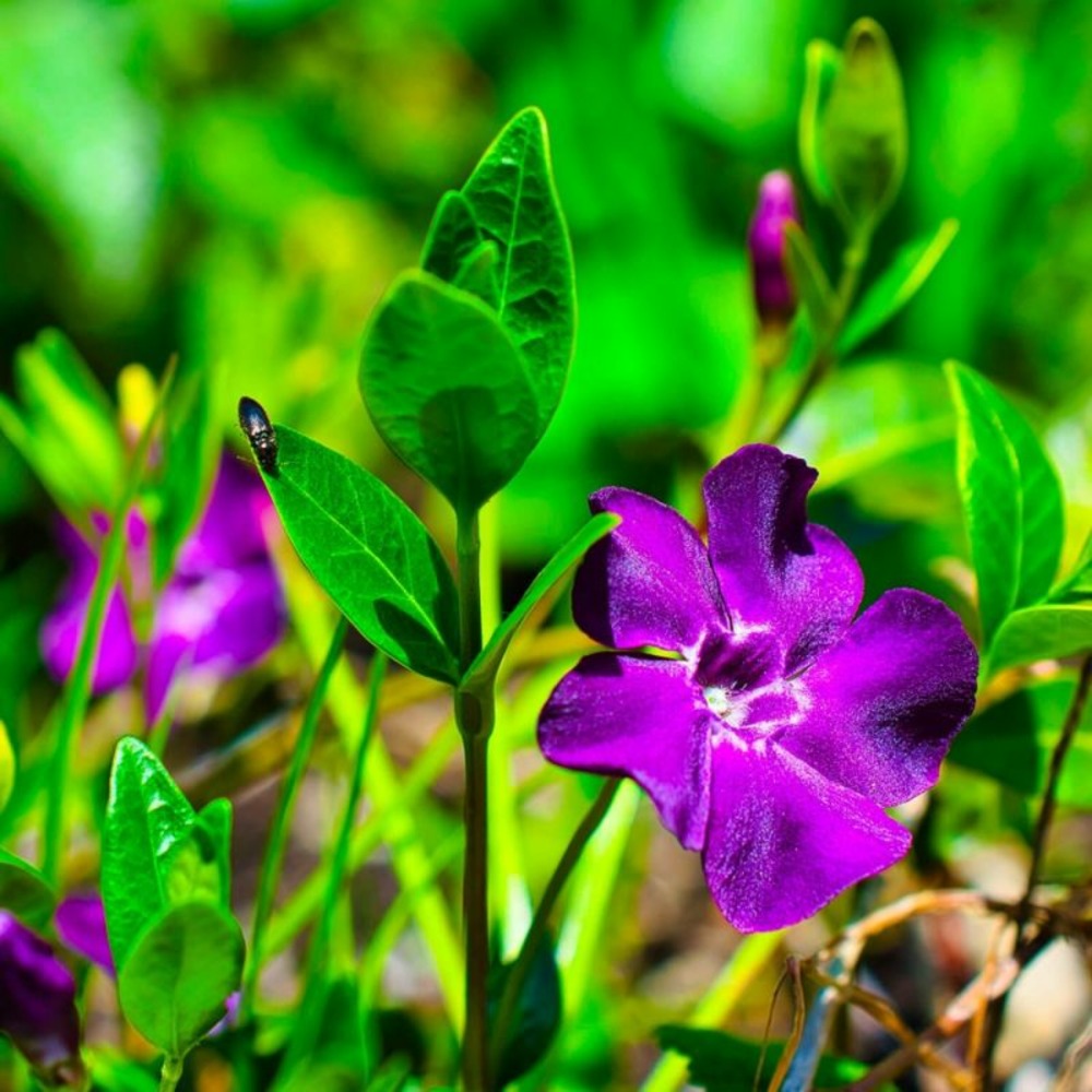 3 petites pervenches pourpres (vinca minor atropurpurea)