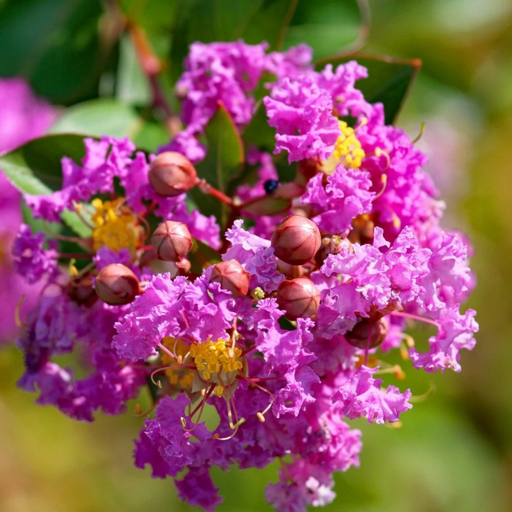 Lilas des indes jeanne desmartis, lagerstroemia pot de 7,5l - 60/80 cm