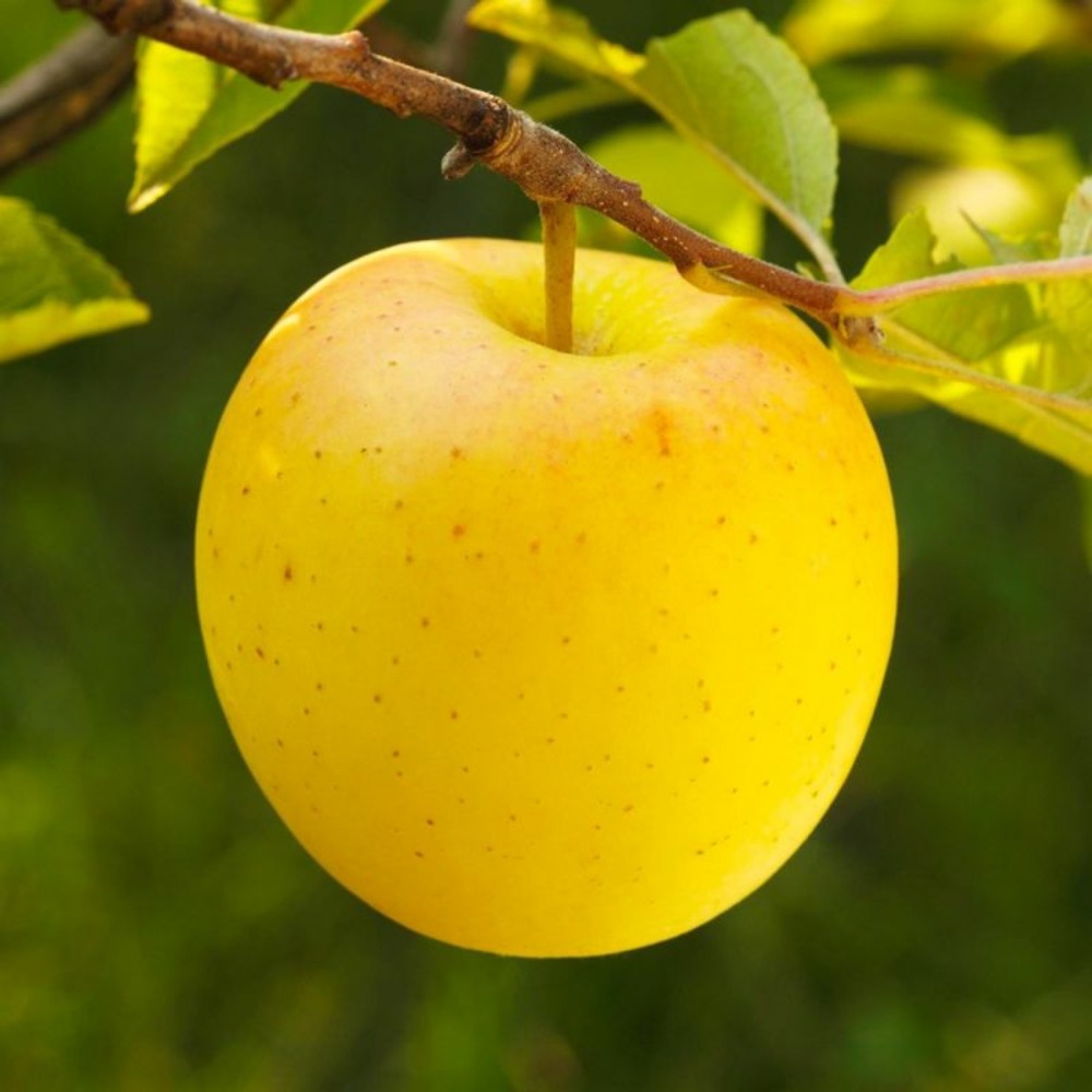 Pommier 'golden delicious' (malus domestica 'golden delicious')