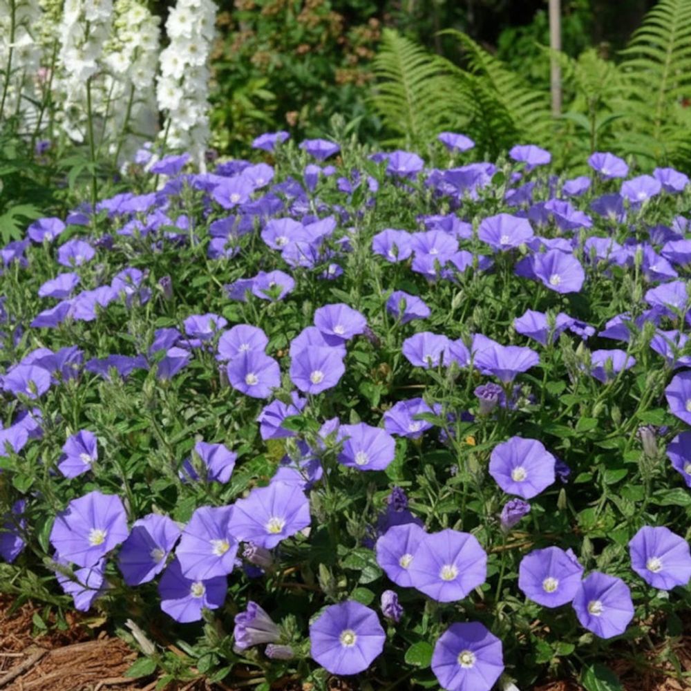 Liseron blue cascade, convolvulus lot de 9 godets