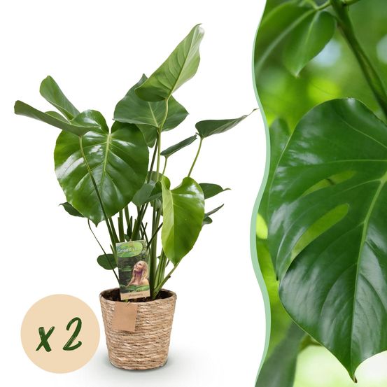 Lot de 2 - monstera deliciosa - hauteur - h55 cm