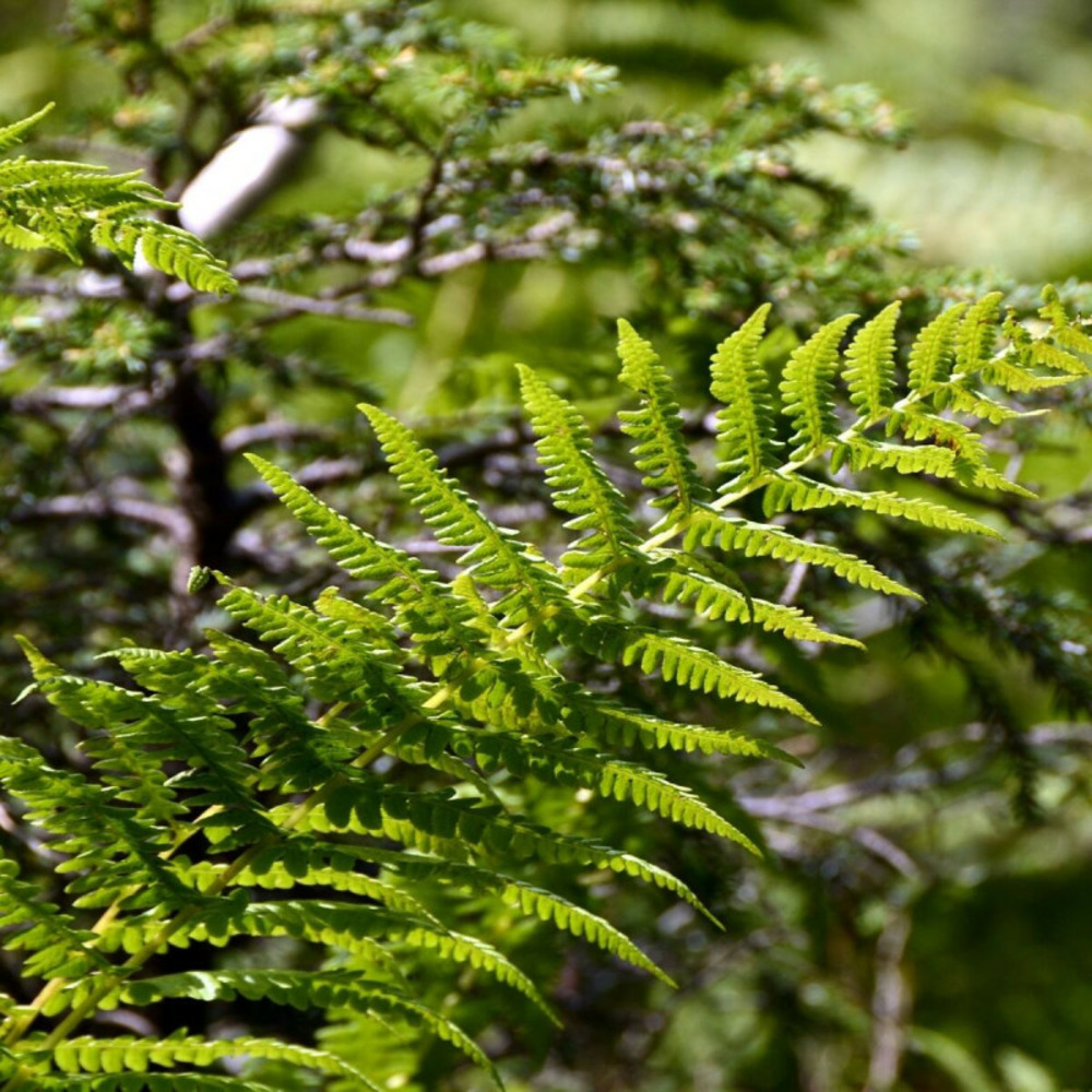 Fougère cuivrée pot de 3 l - 40/60 cm