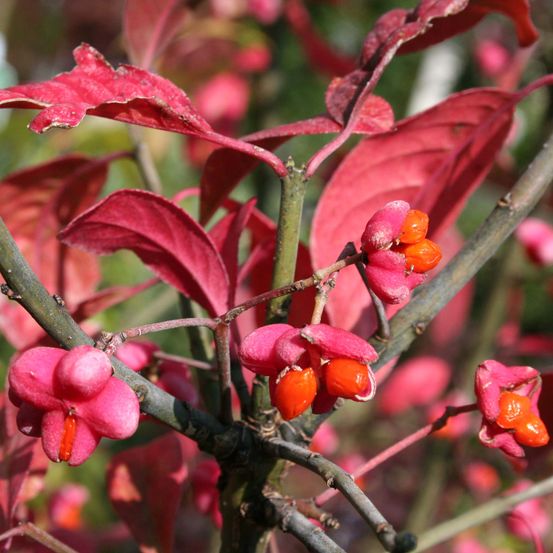 Fusain d'europe 'red cascade' godet de 8/9 cm