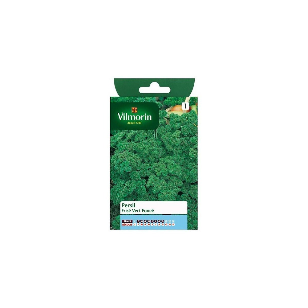 Sachet graines persil frisé vert foncé