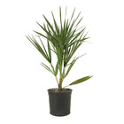 Chamaerops humilis – palmier nain européen – palmier – rustique - ⌀15 cm - ↕50-60 cm