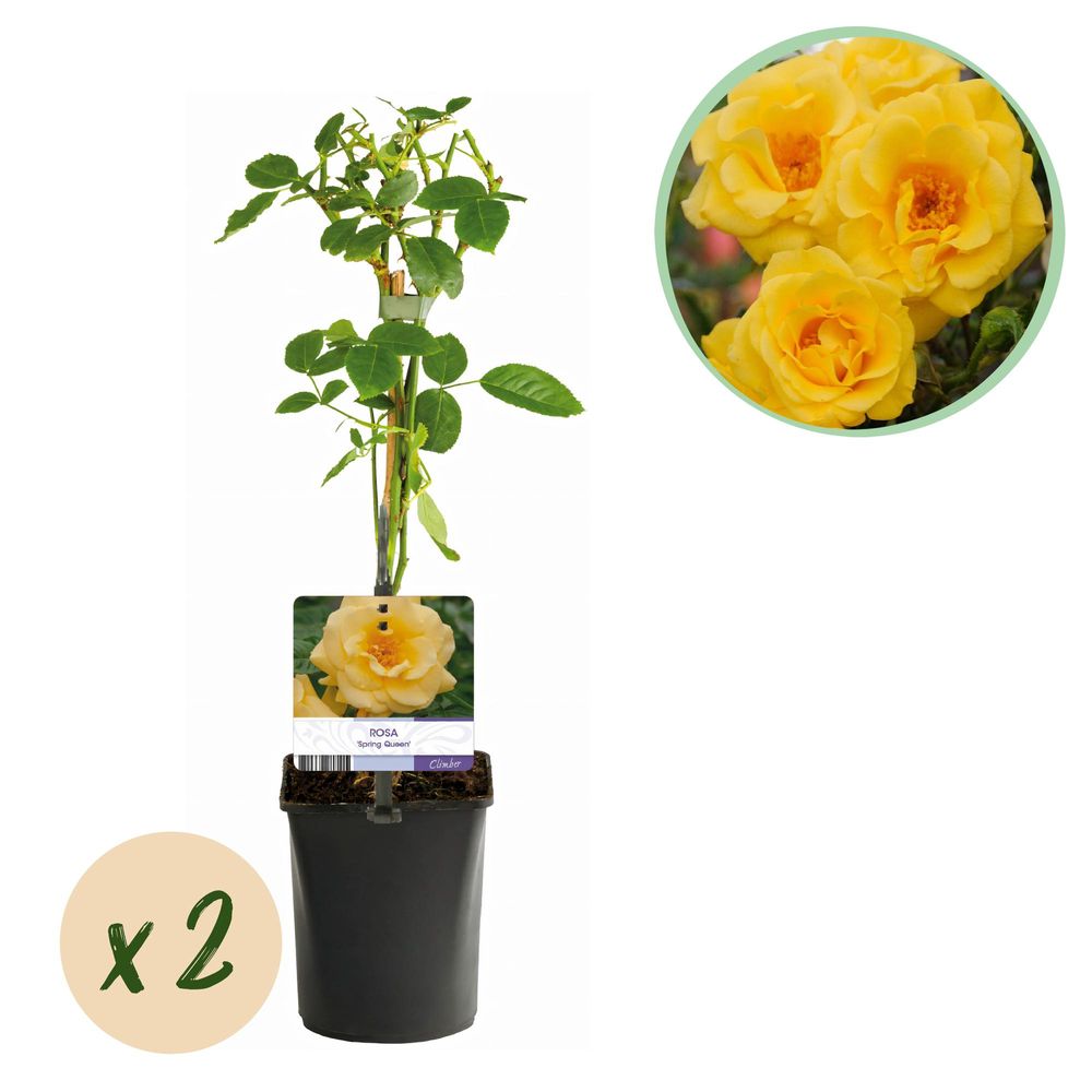Rosier grimpant 'spring queen' - pot 11 cm - hauteur 40 cm - plante d'extérieur
