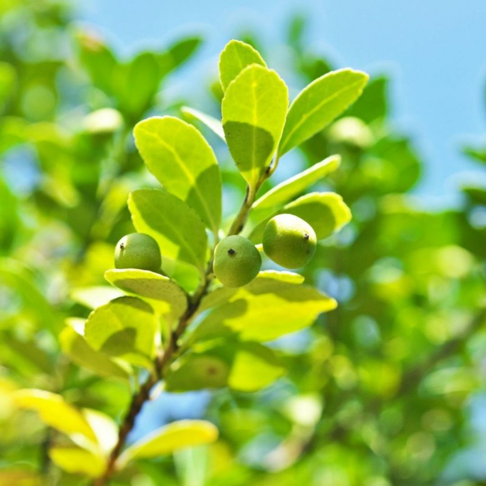 Houx crénelé dark green - ilex crenata dark green en pot 2l 20/40cm