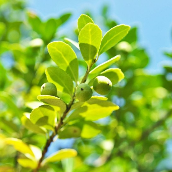 Houx crénelé dark green - ilex crenata dark green en pot 2l 20/40cm