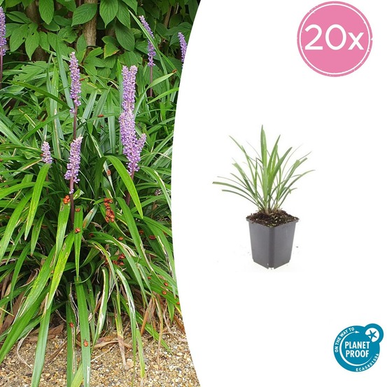 Ophiopogon - herbe aux turquoises 'ingwersen' x20 – entre 1,25 et 1,67m2