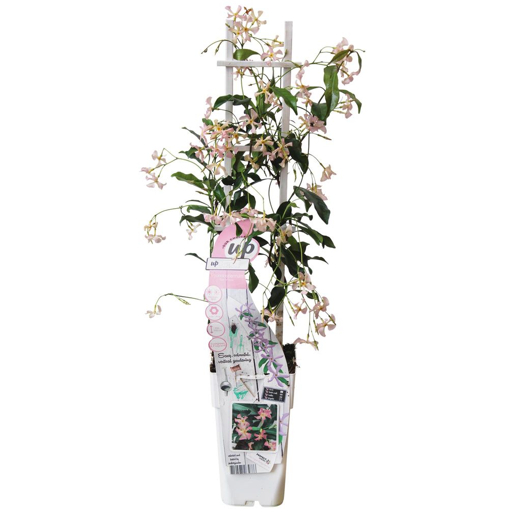 Trachelospermum 'star of ibiza' - jasmin de toscane rose - h65 cm - ø15 cm - plante d'extérieur