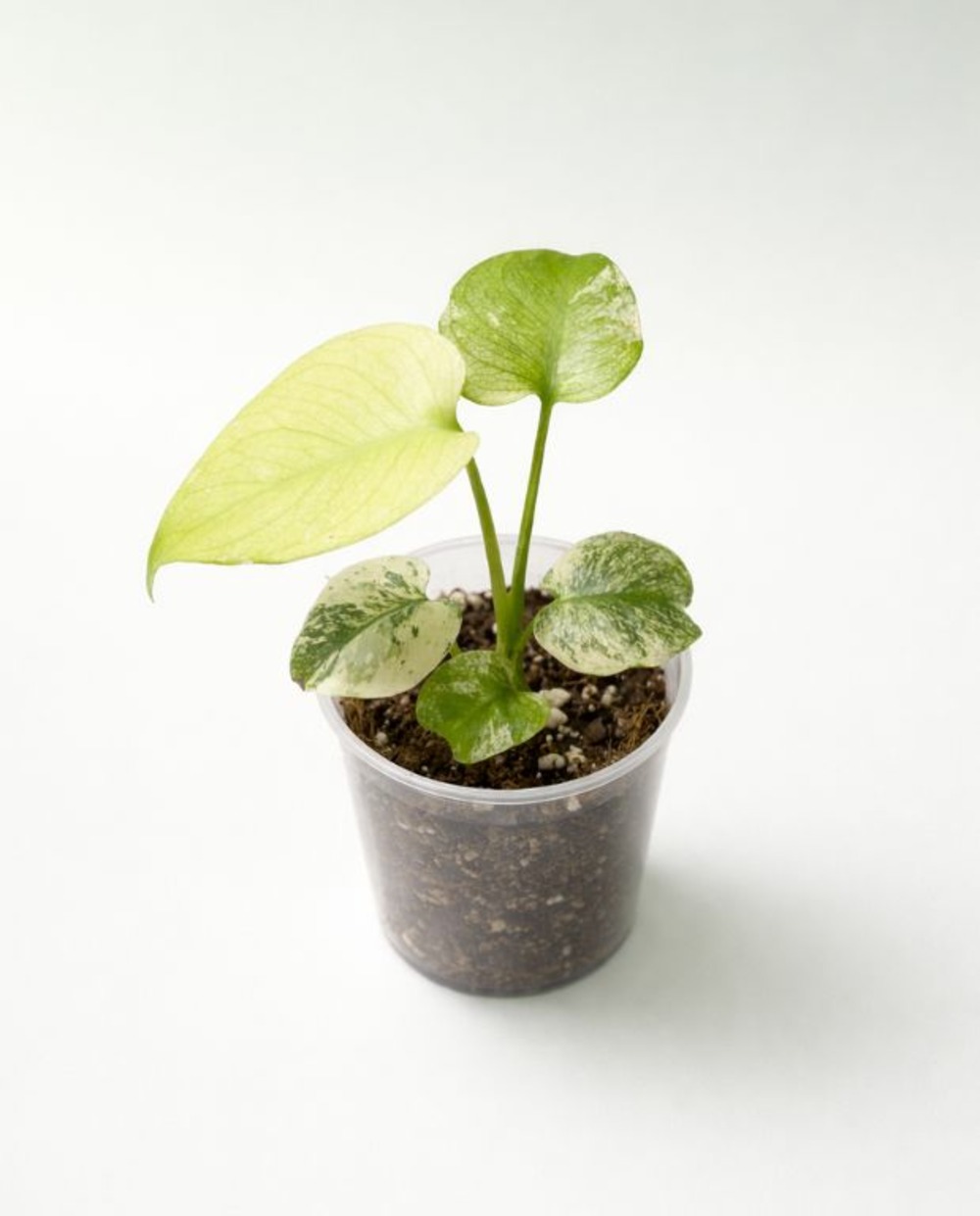 Monstera deliciosa variegata mint d. 12cm h. 15cm - plante d'intérieur