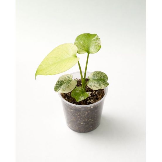 Monstera deliciosa variegata mint d. 12cm h. 15cm - plante d'intérieur