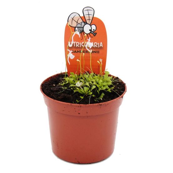 Plante carnivore - tuyau d'eau - utricularia sandersonii - pot 9cm - rareté