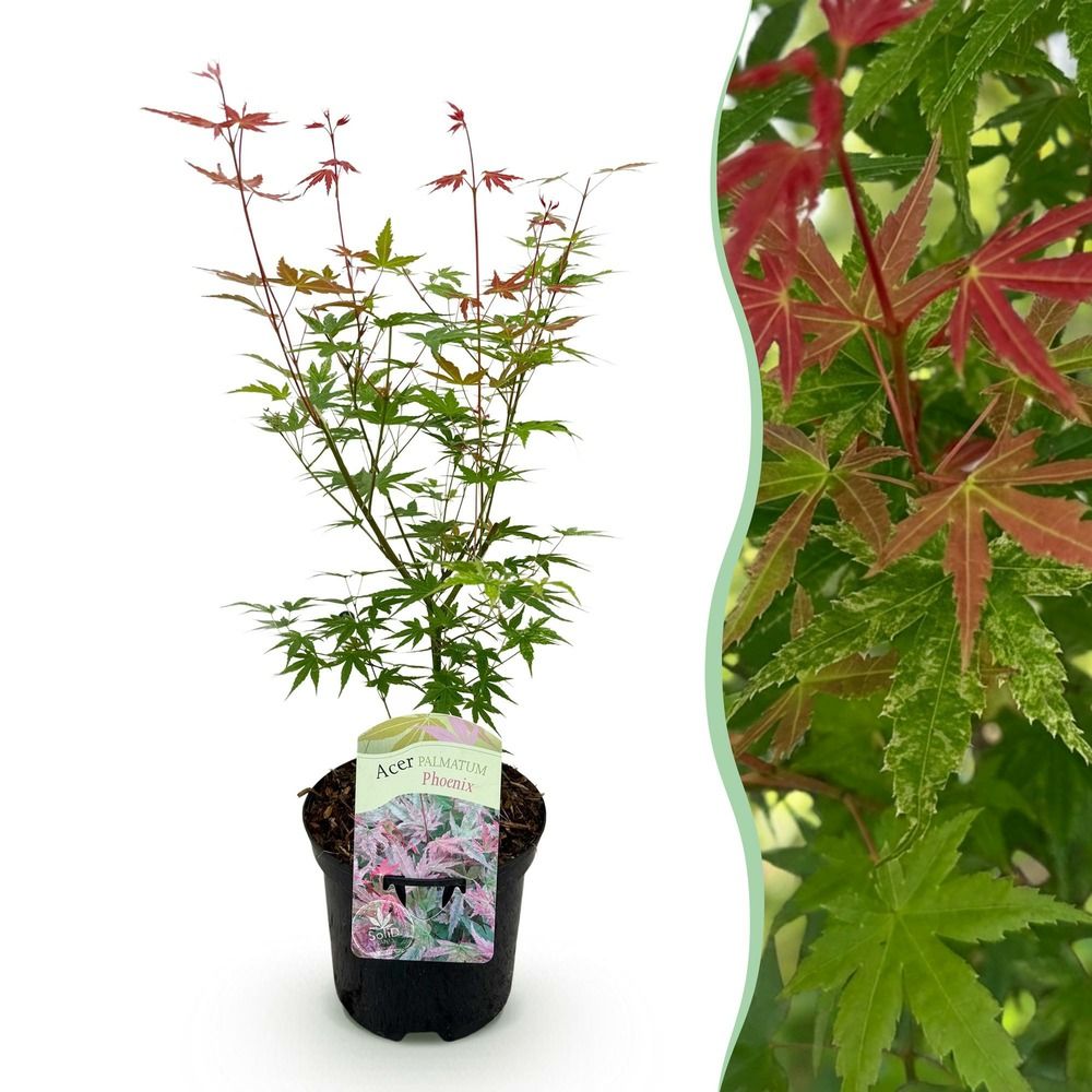 Érable du japon 'phoenix' - pot 19 cm - hauteur 70 cm