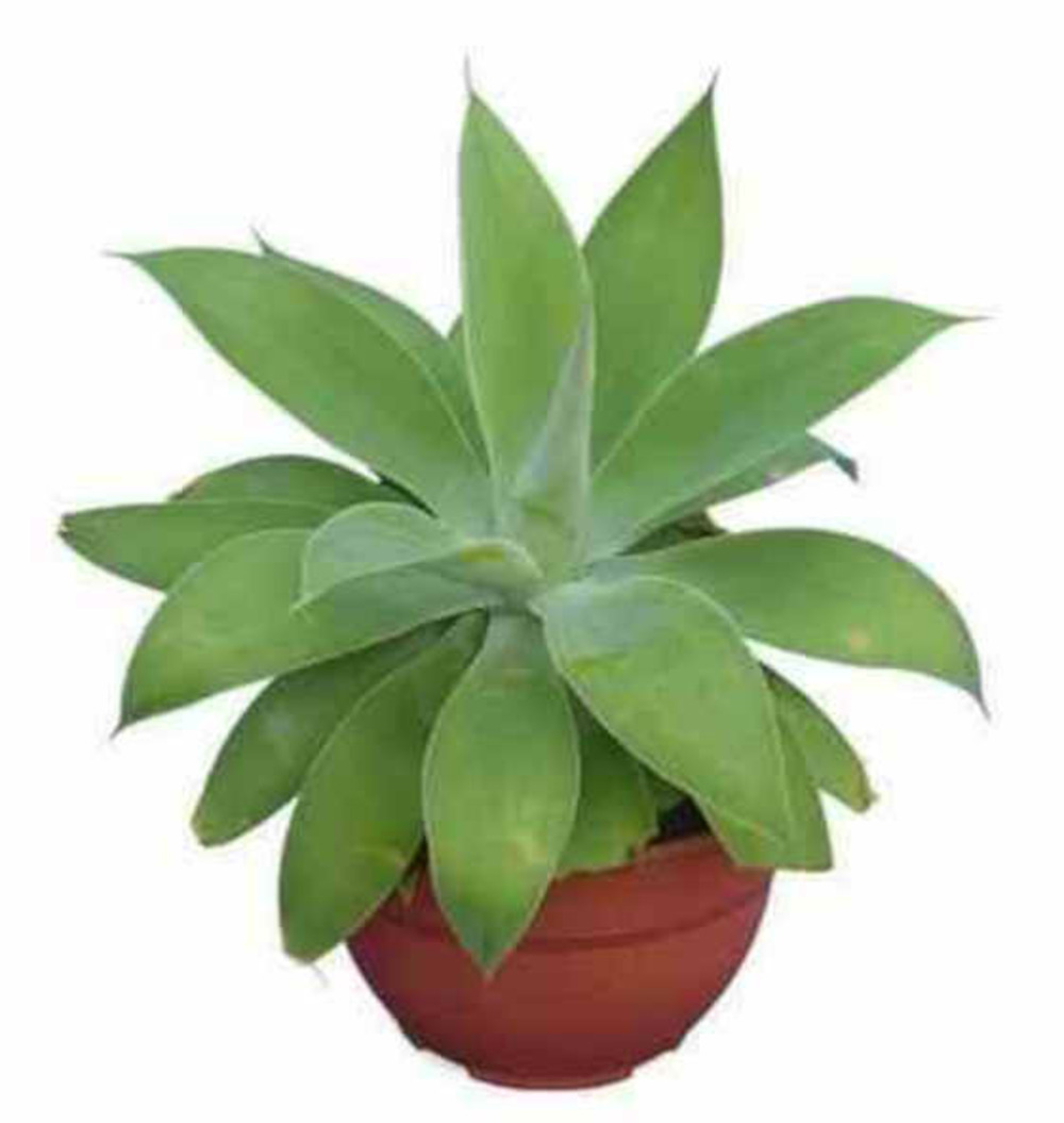 Agave attenuata- pot de 70l - 90/100cm