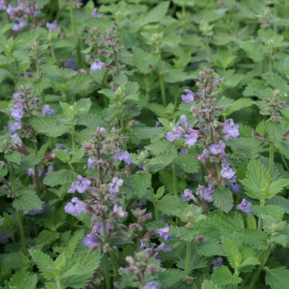 Herbe aux chats - menthe des chats cat's meow godet - 5/20 cm