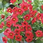 Calibrachoa rouge - 6 godets plante annuelle