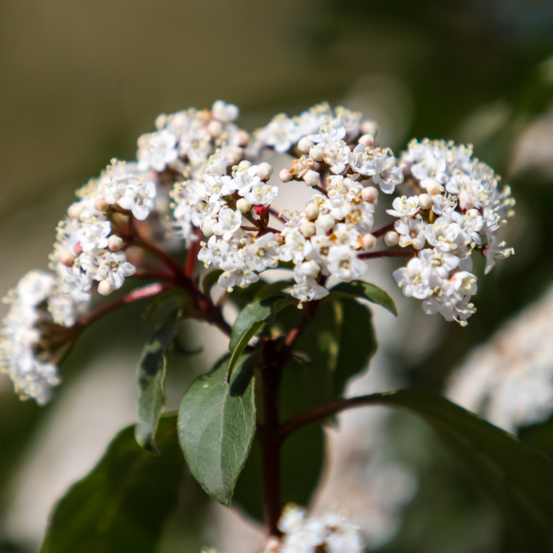 Viorne tin - viburnum tinus 30cm