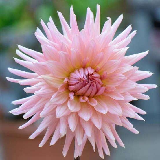 Dahlia cactus 'preference' bulbe calibre i