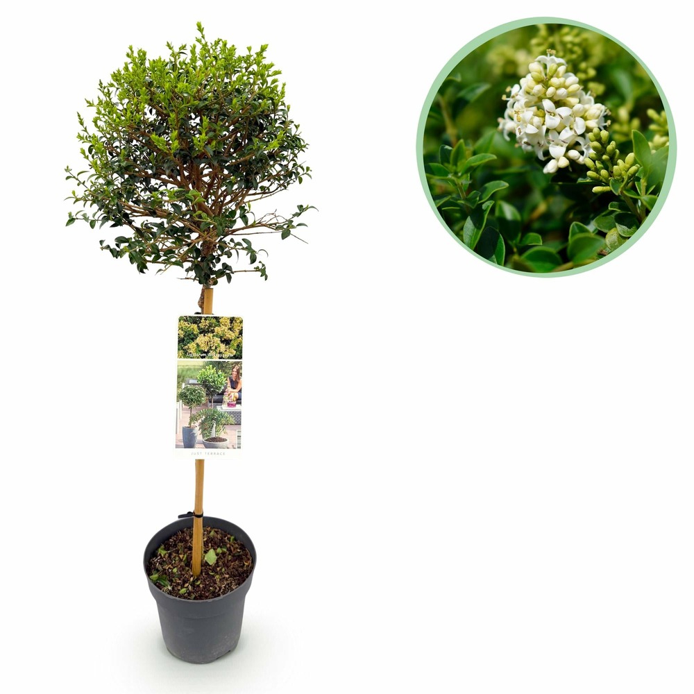 Ligustrum delavayanum – lot de 1 – pot 19 cm – hauteur 90 cm
