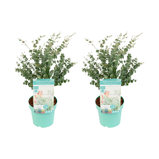 Lot de 2 - eucalyptus gunnii azura - eucalyptus - plantes de jardin - 40-60 cm de haut - ⌀19 cm