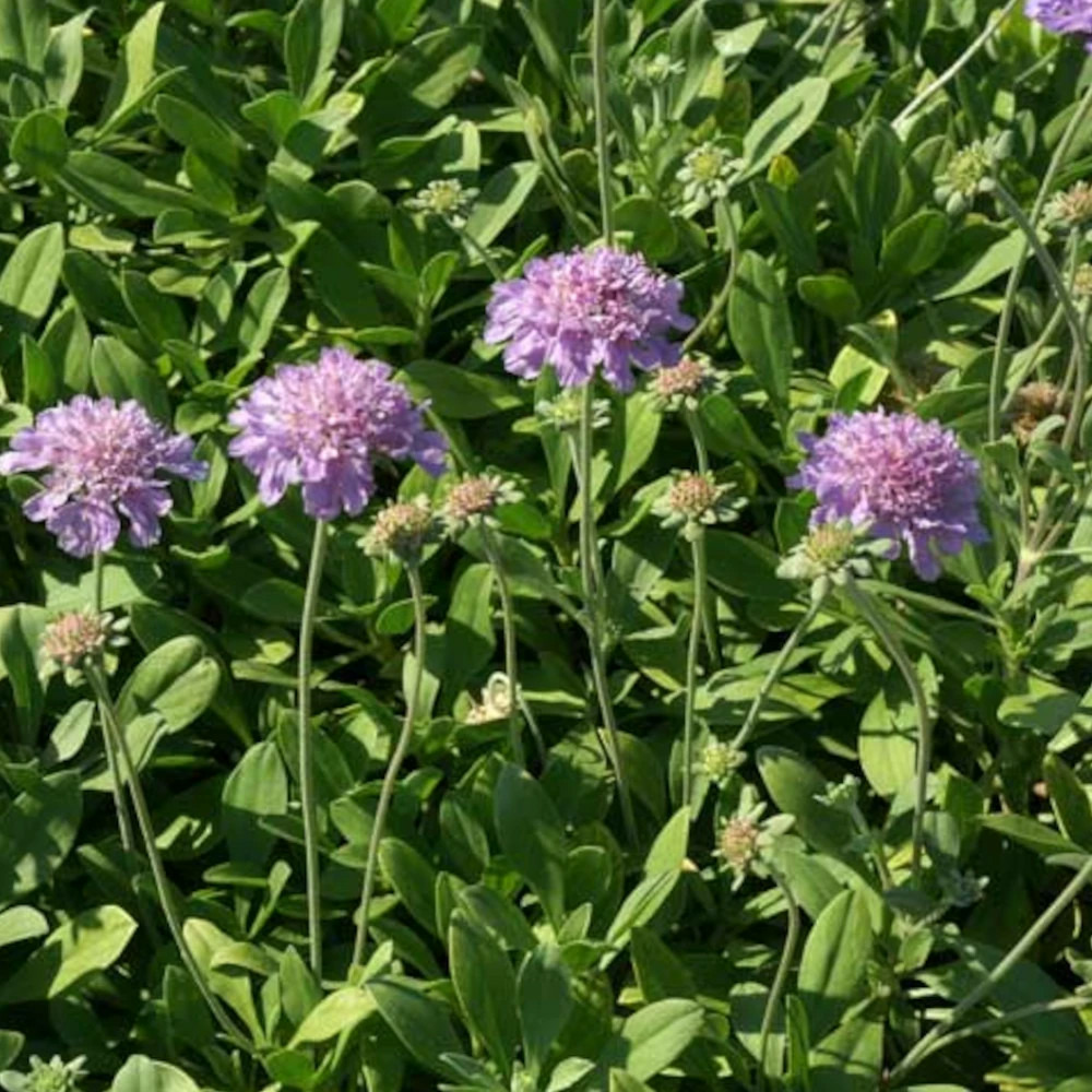 Scabieuse de crête lot de 3 godets