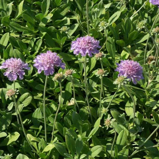 Scabieuse de crête lot de 3 godets