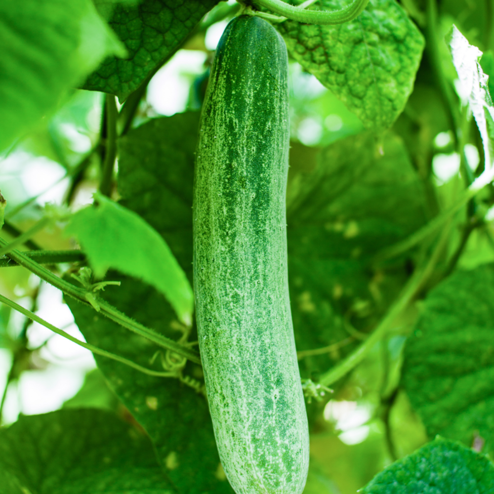 Plant concombre gynial en pot