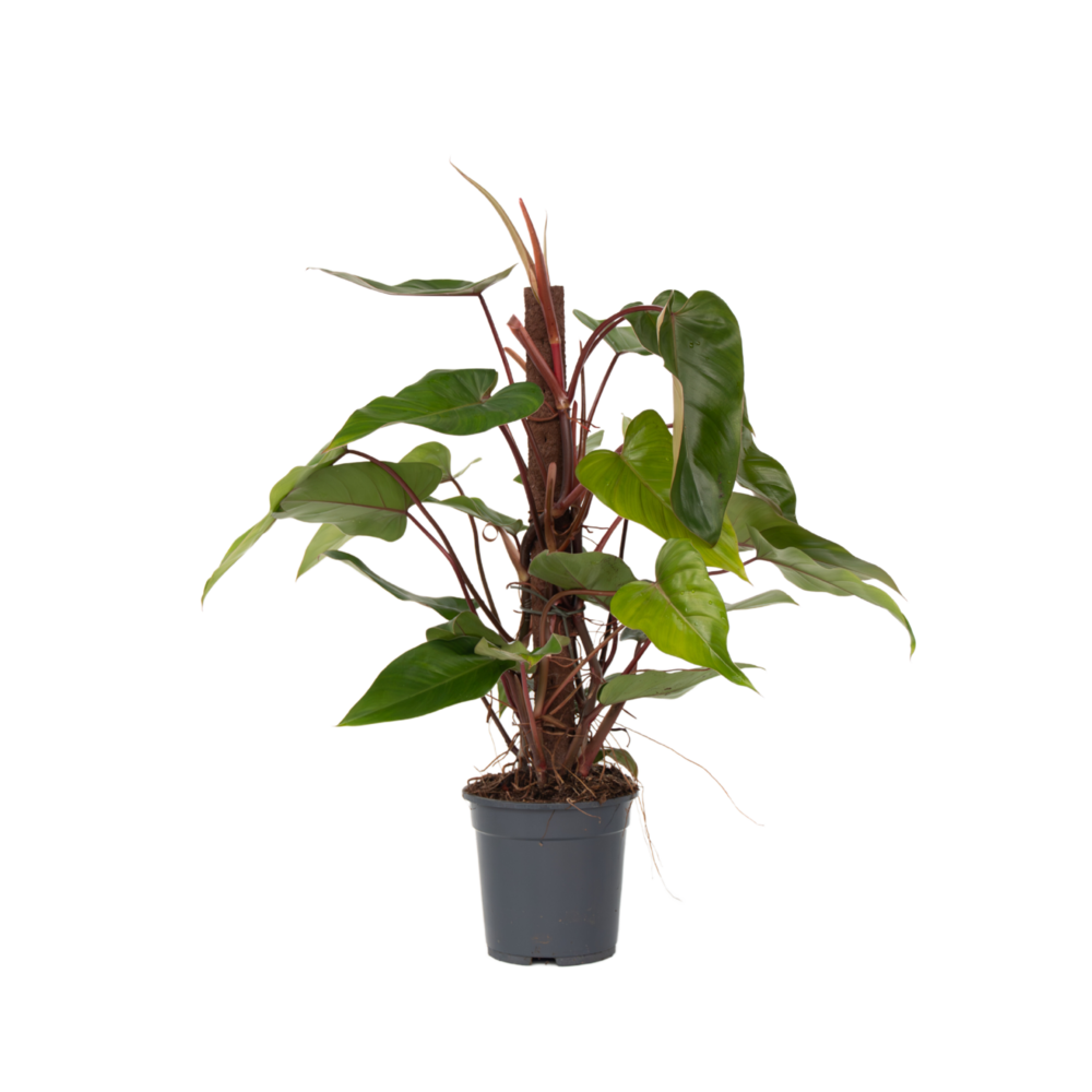 Plante verte - philodendron red emerald kratiste - hauteur 70-80cm - ⌀19cm