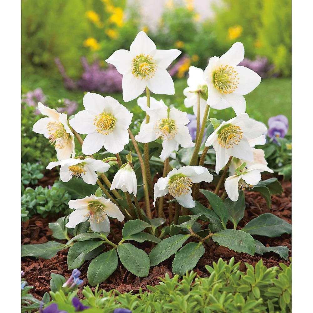 Hellebore (rose de noel) - lot de 3 godets