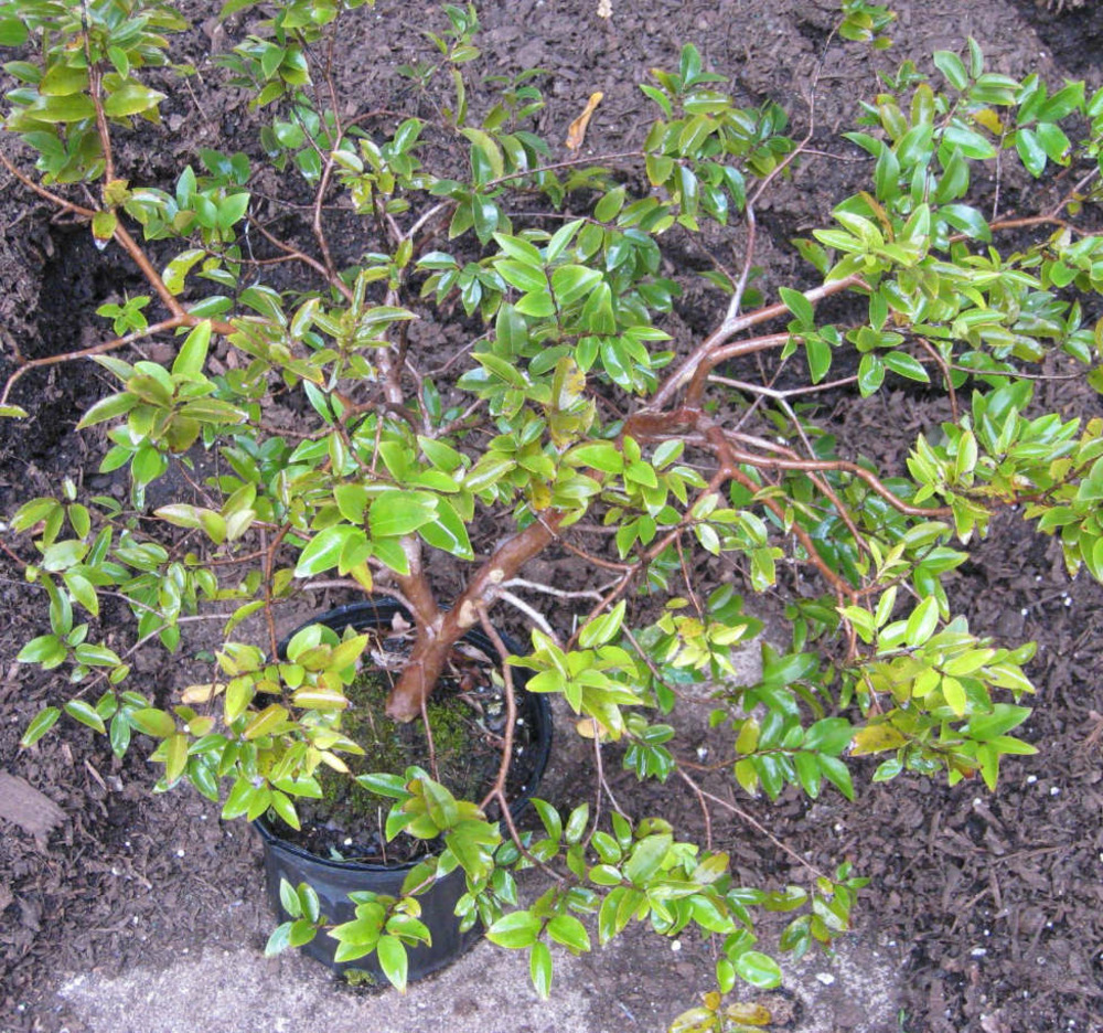 Myrciaria cauliflora (jaboticaba, guapuru, vigne brésilienne) pot de 3 litres - 20/30cm