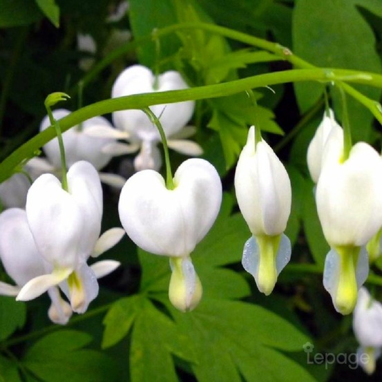 3 coeurs de marie blanche (dicentra spectabilis 'alba')
