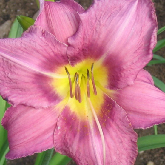 Hémérocalle chicago queen godet - 5/20 cm