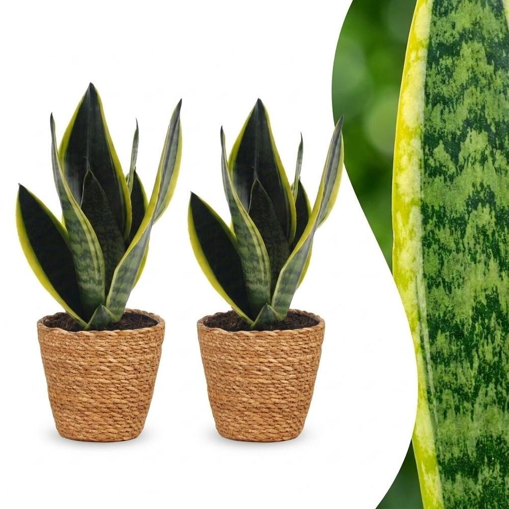Sansevieria futura superba - langue de belle-mère - pot de 12cm