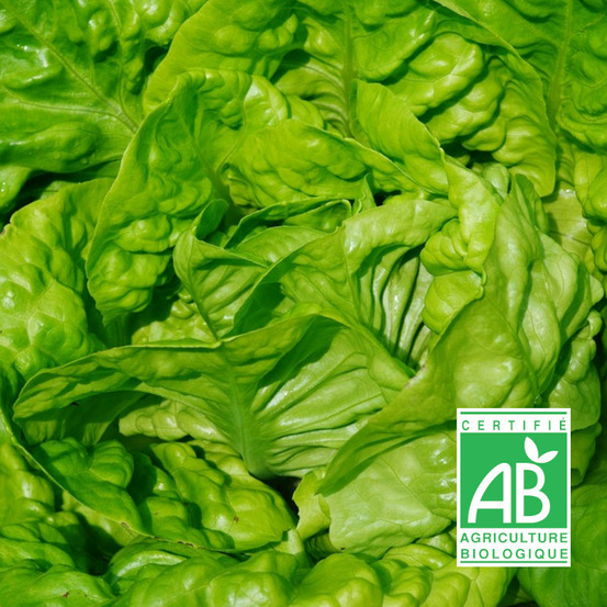 Graines de laitue pommée express - sans traitement sachet