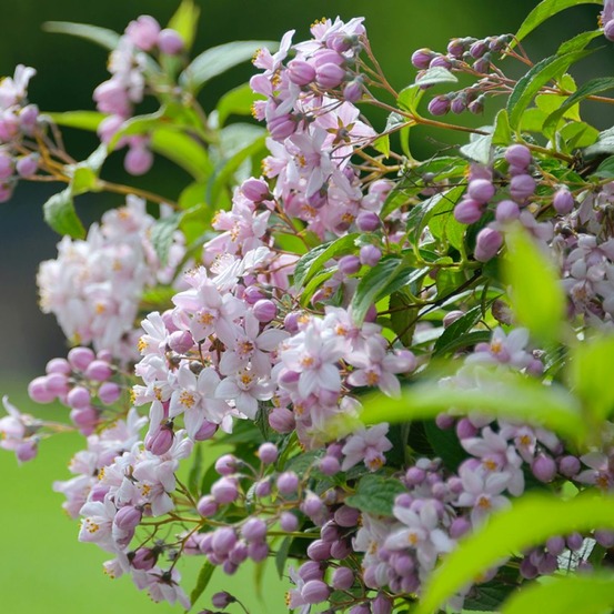 Deutzia 'mont rose' pot de 2l/3l