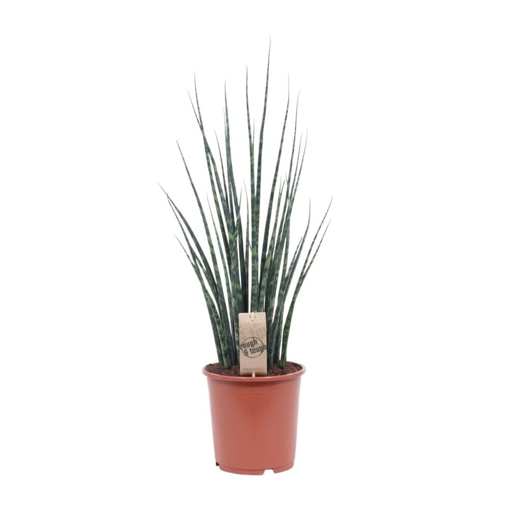 Sansevieria fernwood mikado - ø19cm - ↕80cm - plantes d'intérieur