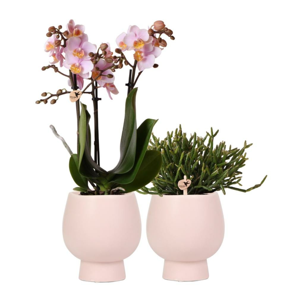 Orchidées colibri | ensemble de plantes scandic - avec orchidée phalaenopsis rose et rhipsalis céramique | taille du pot 9cm
