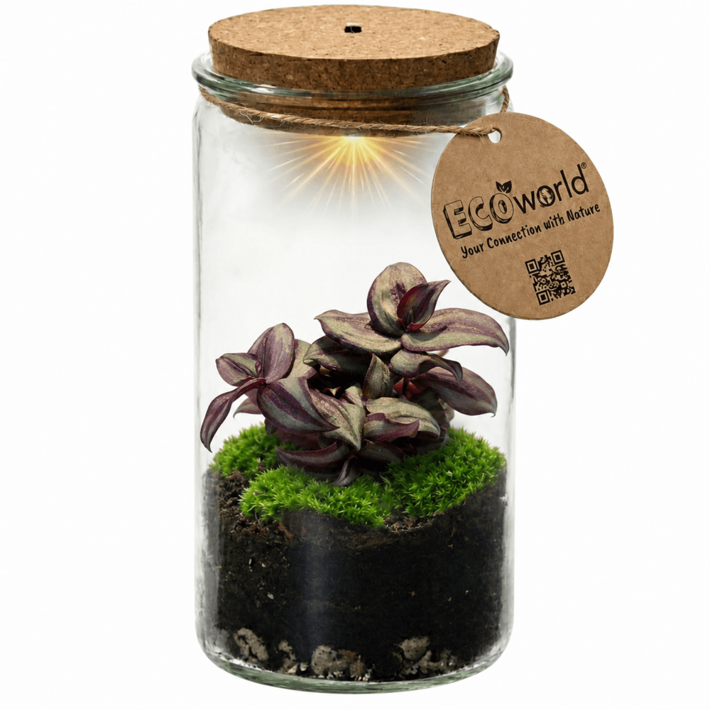 Mini terrarium de plantes ø11 cm - écosystème fermé en verre