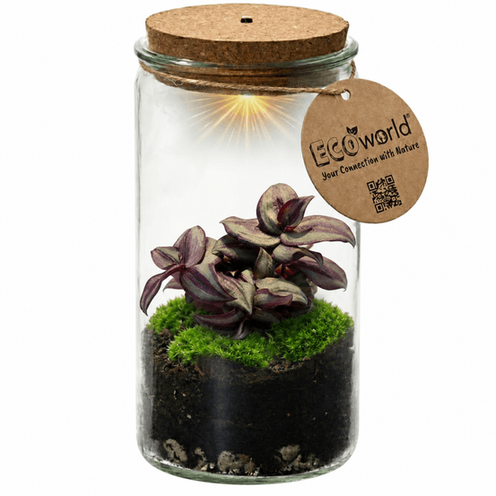 Mini terrarium de plantes ø11 cm - écosystème fermé en verre