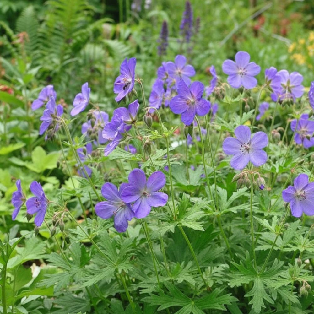 Géranium vivace johnson's blue lot de 5 godets