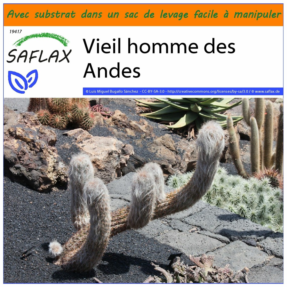 Garden in the bag - vieil homme des andes - 40 graines - oreocereus celsianus