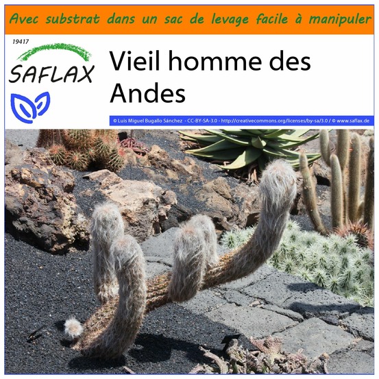 Garden in the bag - vieil homme des andes - 40 graines - oreocereus celsianus