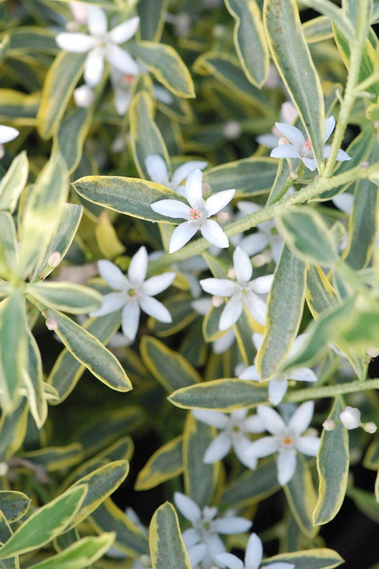 Eriostemon 'gold touch' ? - en pot de 3 litres