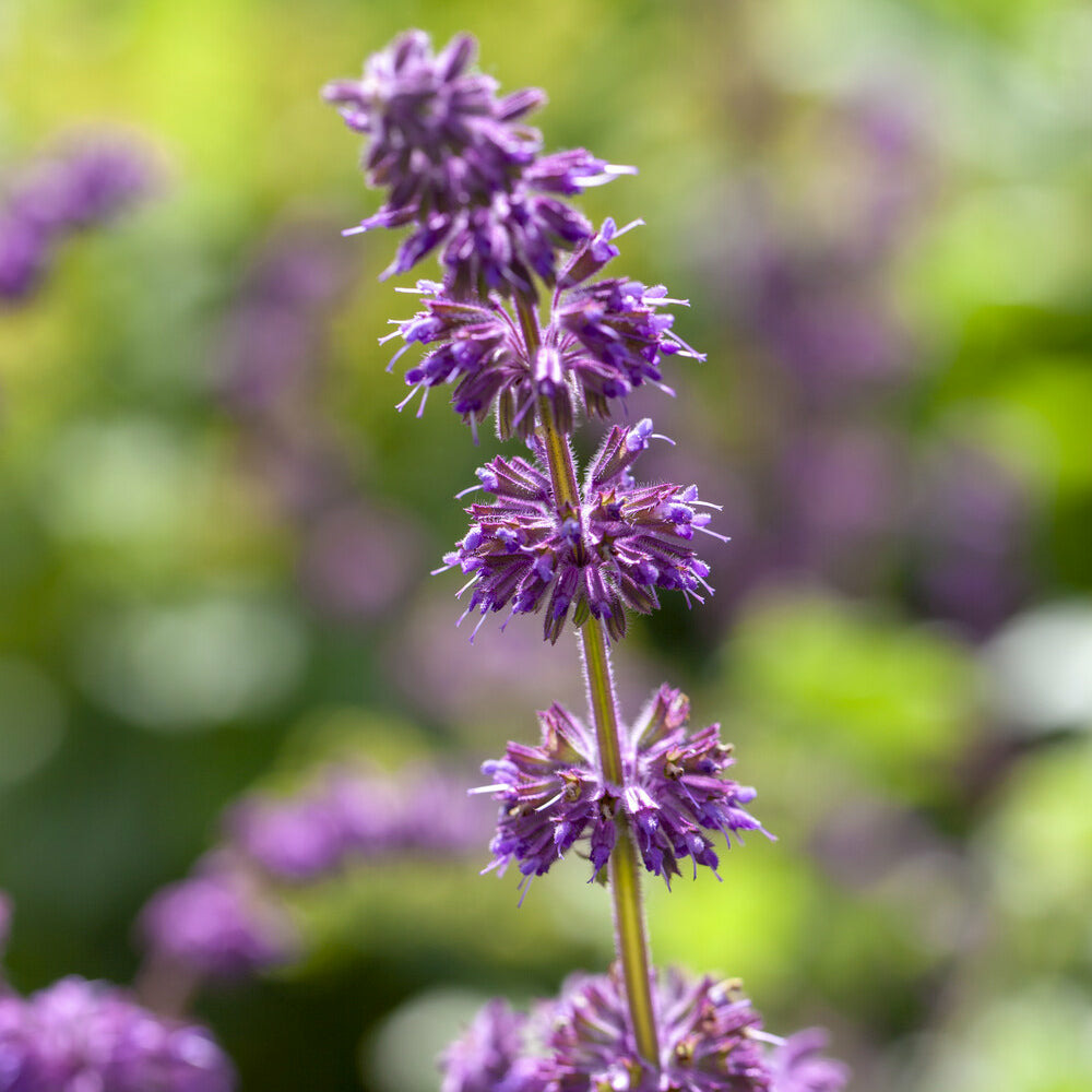 Sauge verticillée purple rain - le pot / ø 9cm