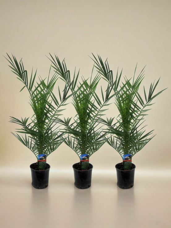 Palmier des canaries (phoenix canariensis) 'phoenix canariensis'