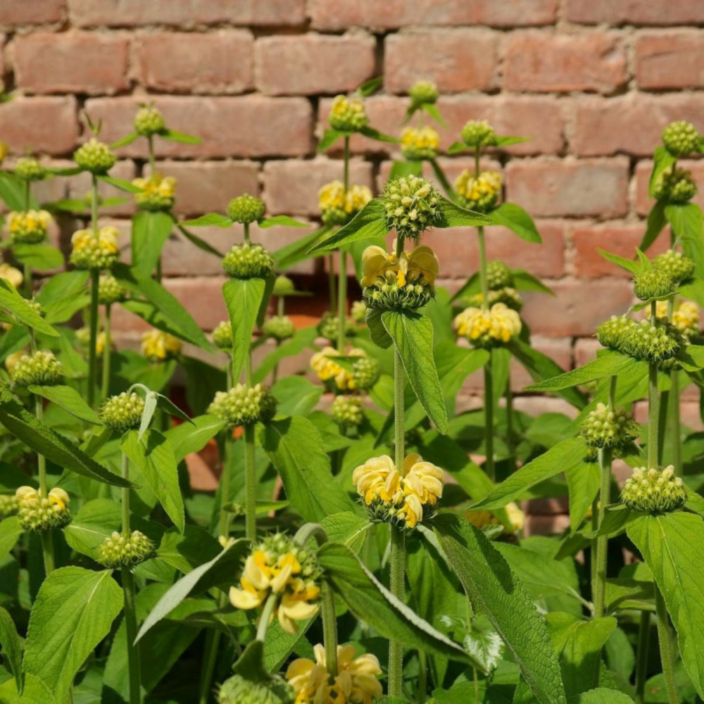 Sauge de jérusalem godet - 5/20 cm