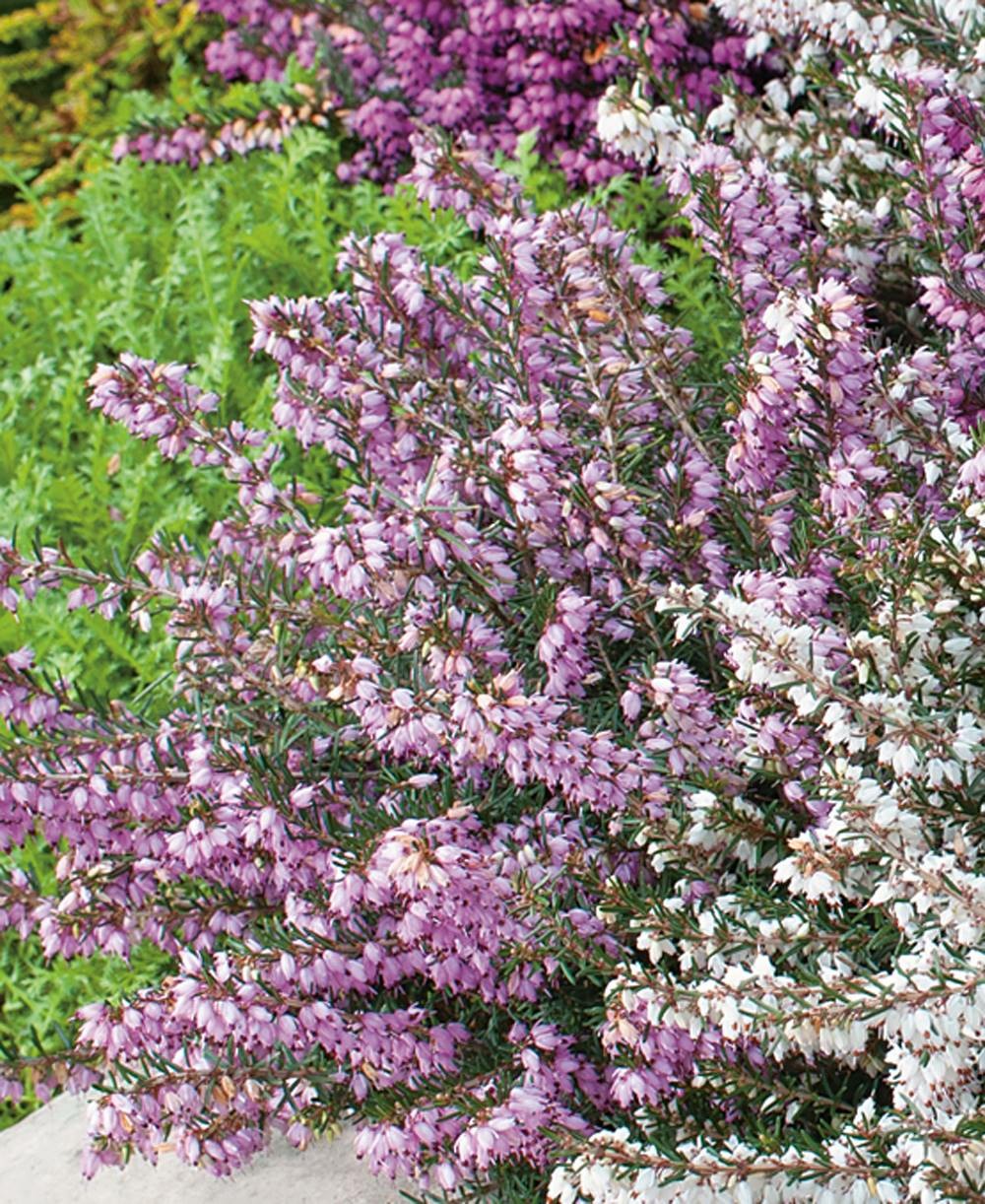 Bruyere d'hiver erica rose - lot de 3 godets